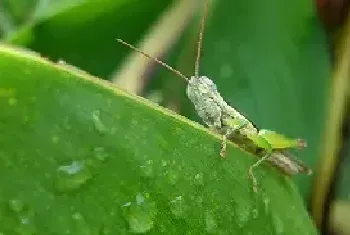 蝗虫怎么过冬