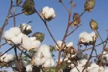 棉花株距行距多少合适附棉花种植方法