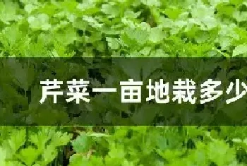 芹菜一亩地栽多少棵苗