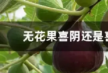 无花果喜阴还是喜阳