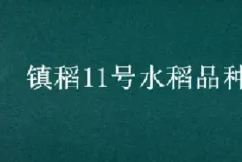 镇稻11号水稻品种介绍