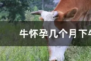 牛怀孕几个月下牛犊