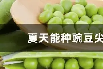 夏天能种豌豆尖吗