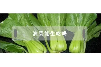 油菜能生吃吗