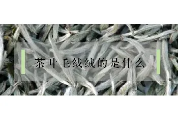 茶叶毛绒绒的是什么