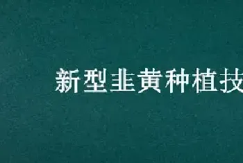 新型韭黄种植技术