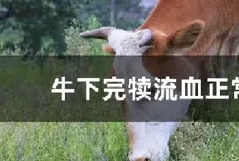 牛下完犊流血正常吗