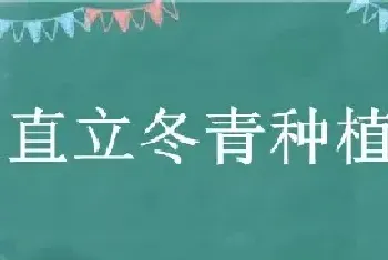 直立冬青种植间距