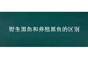 野生黑鱼和养殖黑鱼的区别