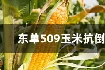 东单509玉米抗倒伏吗