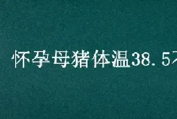 怀孕母猪体温38.5不吃食