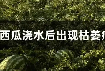 西瓜浇水后出现枯萎病怎么办