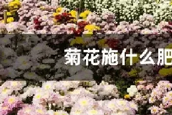 菊花施什么肥