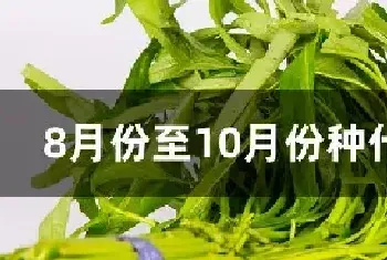 8月份至10月份种什么菜