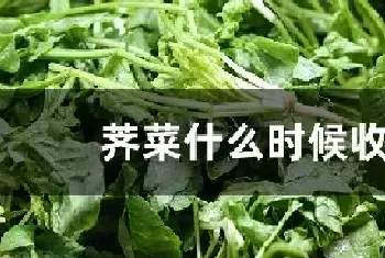 荠菜什么时候收获