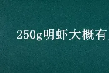 250g明虾大概有几只