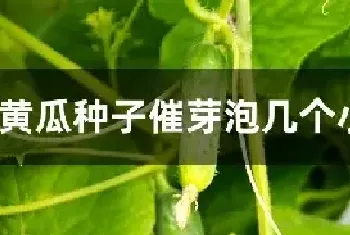 黄瓜种子催芽泡几个小时为好