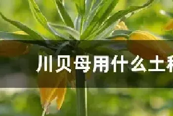 川贝母用什么土种植