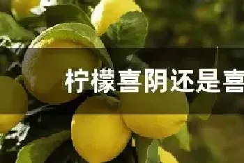 柠檬喜阴还是喜阳