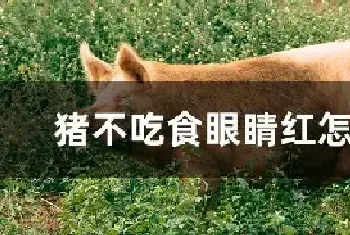 猪不吃食眼睛红怎么办