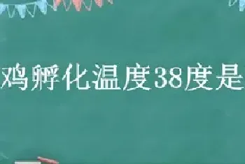 野鸡孵化温度38度是不是低了