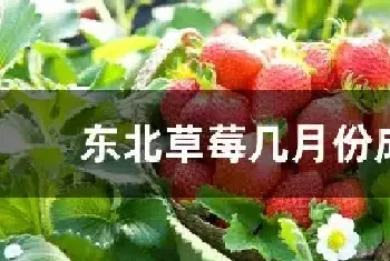 东北草莓几月份成熟