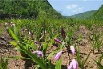 贵州农村种白芨赚钱吗?白芨种植前景和效益分析