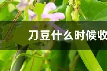 刀豆什么时候收获