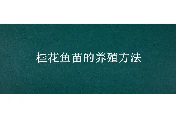 桂花鱼苗的养殖方法