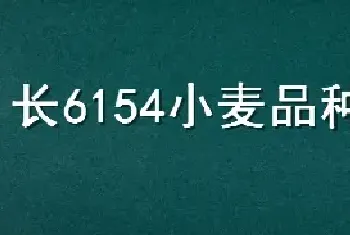 长6154小麦品种介绍