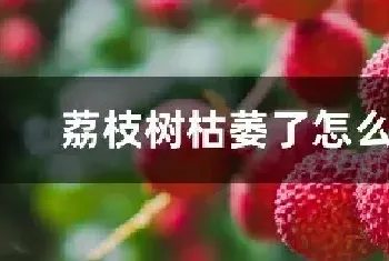 荔枝树枯萎了怎么救活