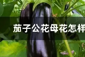 茄子公花母花怎样区分