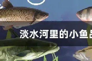 淡水河里的小鱼品种