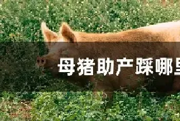 母猪助产踩哪里