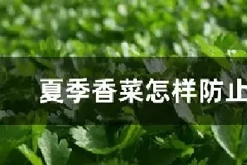 夏季香菜怎样防止抽苔