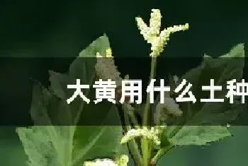 大黄用什么土种植