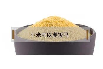 小米可以煮饭吗