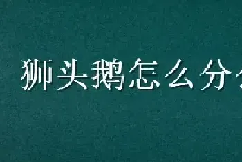 狮头鹅怎么分公母