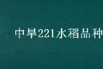 中旱221水稻品种介绍