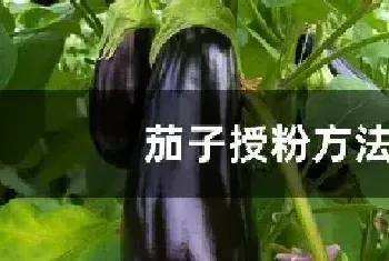 茄子授粉方法