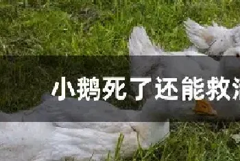 小鹅死了还能救活吗