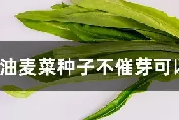 油麦菜种子不催芽可以播种吗