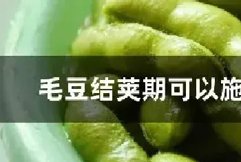 毛豆结荚期可以施肥吗