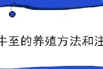 牛至的养殖方法和注意事项