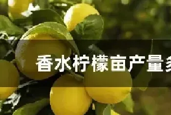 香水柠檬亩产量多少