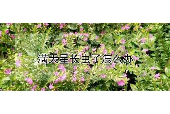 满天星长虫了怎么办