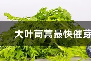 大叶茼蒿最快催芽方法