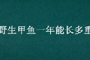 野生甲鱼一年能长多重