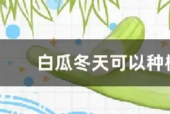 白瓜冬天可以种植吗