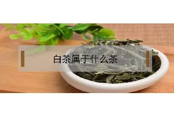 白茶属于什么茶